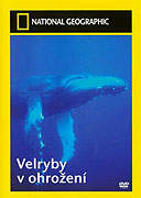 Velryby v ohrožení (2004)